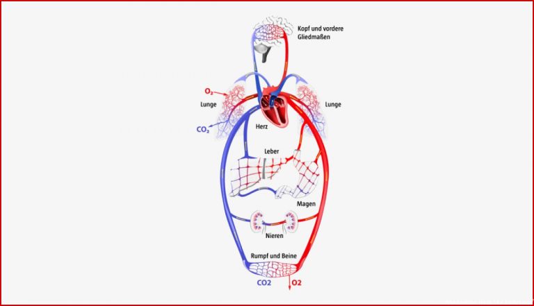 Das Herz Kreislaufsystem Lungenkreislauf Körperkreislauf