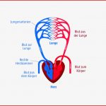 Das Herz Kreislaufsystem Lungenkreislauf Körperkreislauf