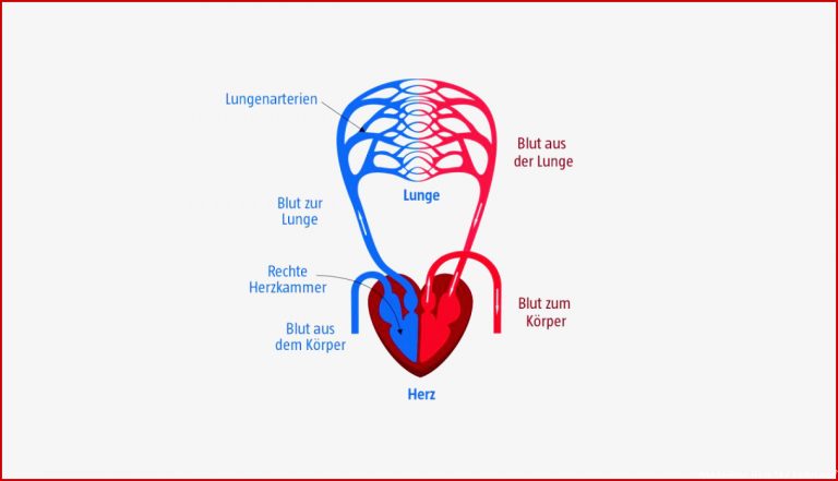Das Herz Kreislaufsystem Lungenkreislauf Körperkreislauf