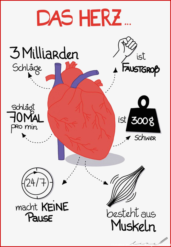 Das Herz Sketchnote Biologie Arbeitsblatt SEK I