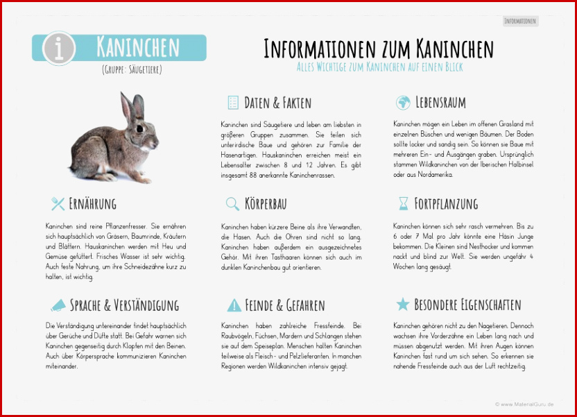 Das Kaninchen Materialguru