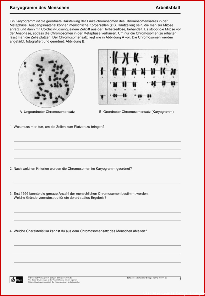 Das Karyogramm Des Menschen Arbeitsblatt Lösung Ideen