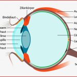 Das Menschliche Auge In Seitenansicht