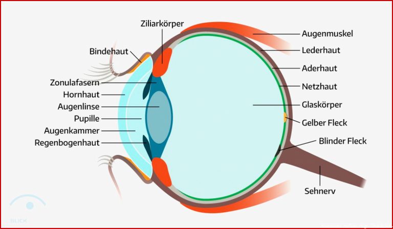 Das menschliche Auge in Seitenansicht