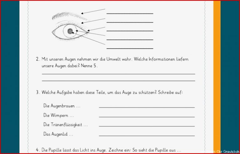 Das Menschliche Ohr Arbeitsblatt Casey Dann Grundschule