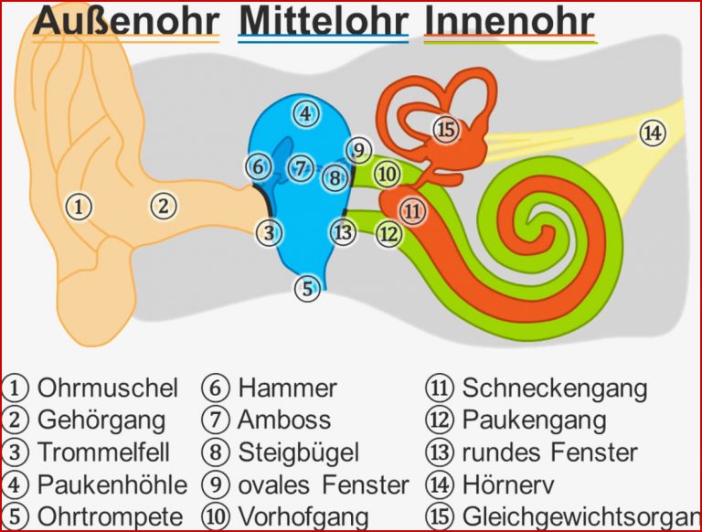 Das Ohr online lernen