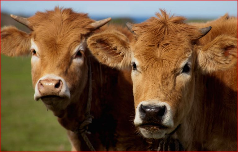 Das Rind – Unser wichtigstes Nutztier
