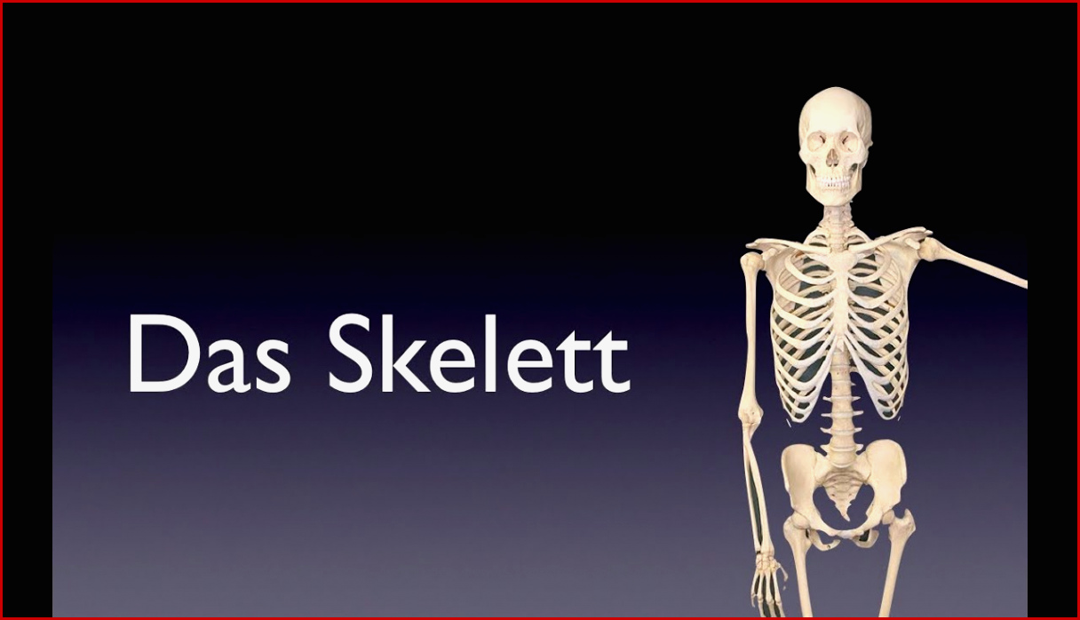 Das Skelett