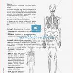 Das Skelett Lehrerübersicht Und Schülerarbeitsbogen