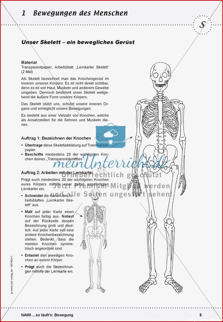 Das Skelett Lehrerübersicht Und Schülerarbeitsbogen