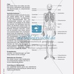 Das Skelett Lehrerübersicht Und Schülerarbeitsbogen