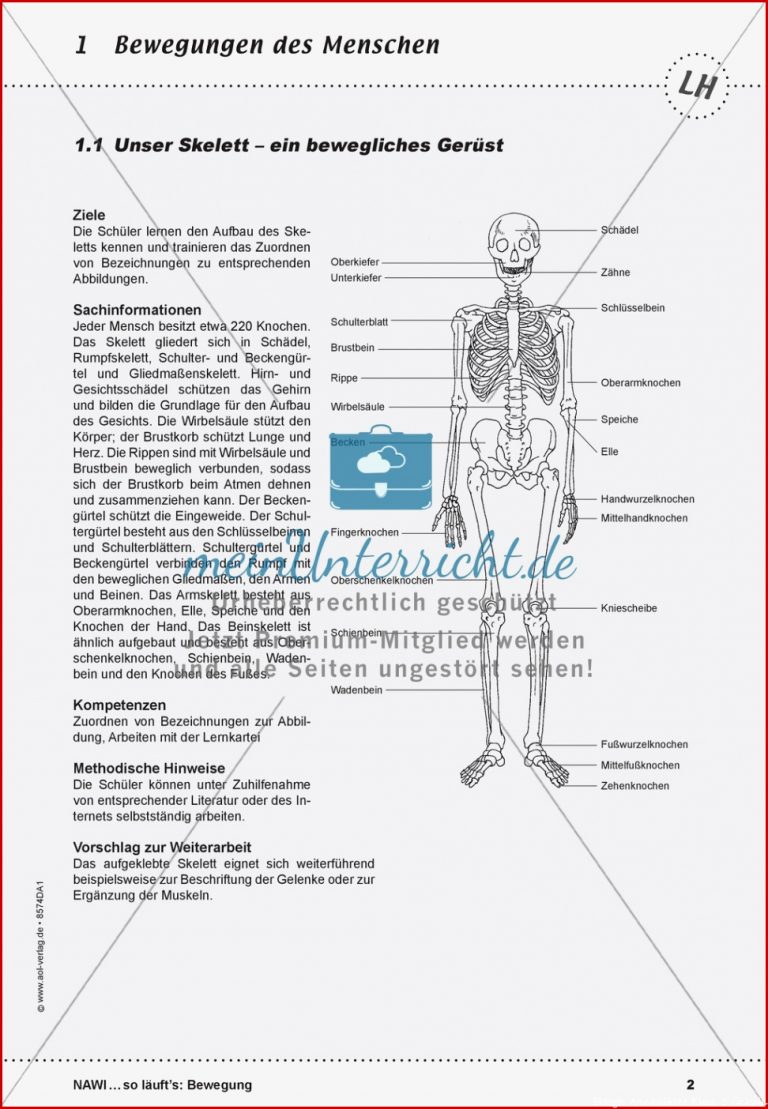 Das Skelett Lehrerübersicht und Schülerarbeitsbogen