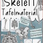 Das Skelett Tafelmaterial Bildkarten Und Textkarten Zu