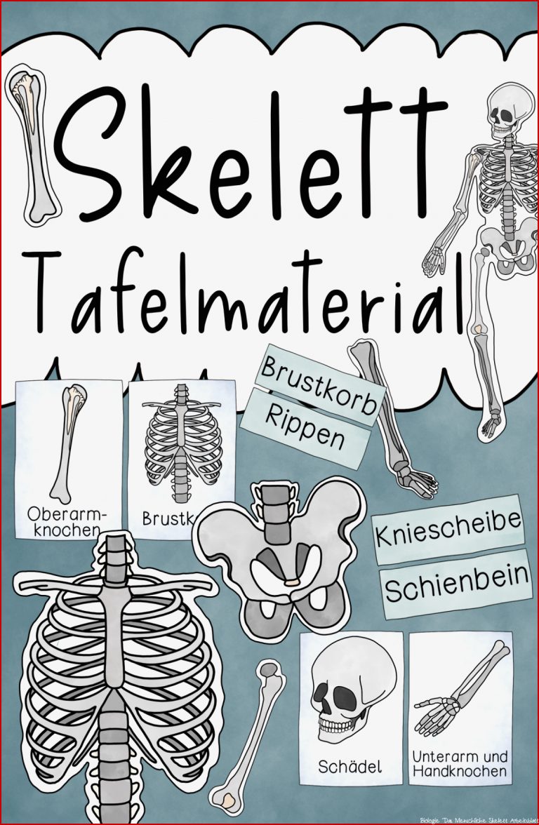 Das Skelett Tafelmaterial Bildkarten Und Textkarten Zu