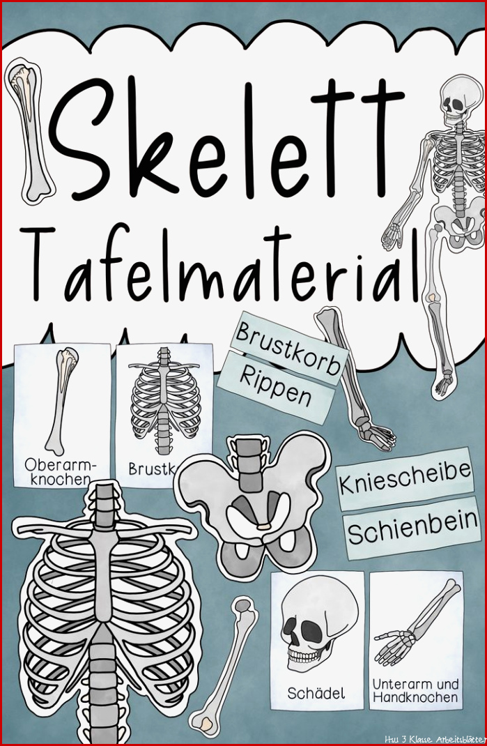 Das Skelett Tafelmaterial Bildkarten und Textkarten zu