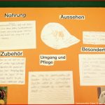 Das thema Haustiere Im Sachunterricht Der 2 Klassen