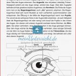 Der äußere Aufbau Des Auges Meinunterricht