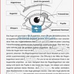 Der äußere Aufbau Des Auges Meinunterricht