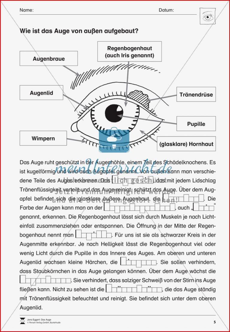 Der äußere Aufbau des Auges meinUnterricht