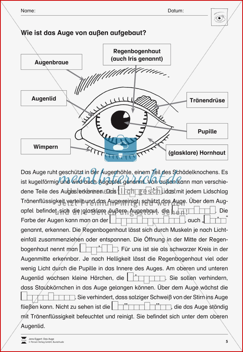 Der äußere Aufbau Des Auges Meinunterricht