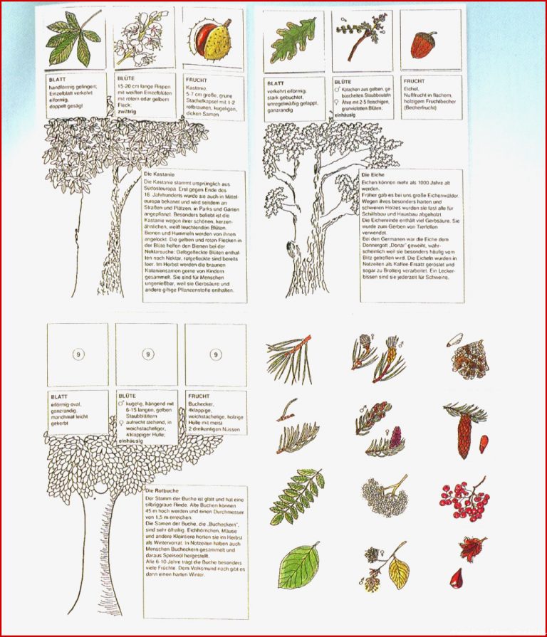 Der Baumdetektiv Ein Arbeitskartensatz Für Den