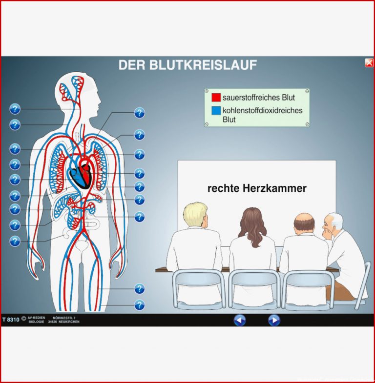 Der Blutkreislauf ST 8060