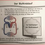 Der Blutkreislauf – Unterrichtsmaterial Im Fach Biologie