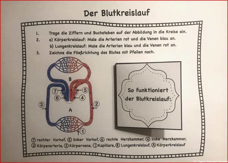 Der Blutkreislauf – Unterrichtsmaterial Im Fach Biologie