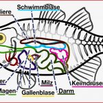 Der Faszinierende Körperbau Der Fische My Fish Aus