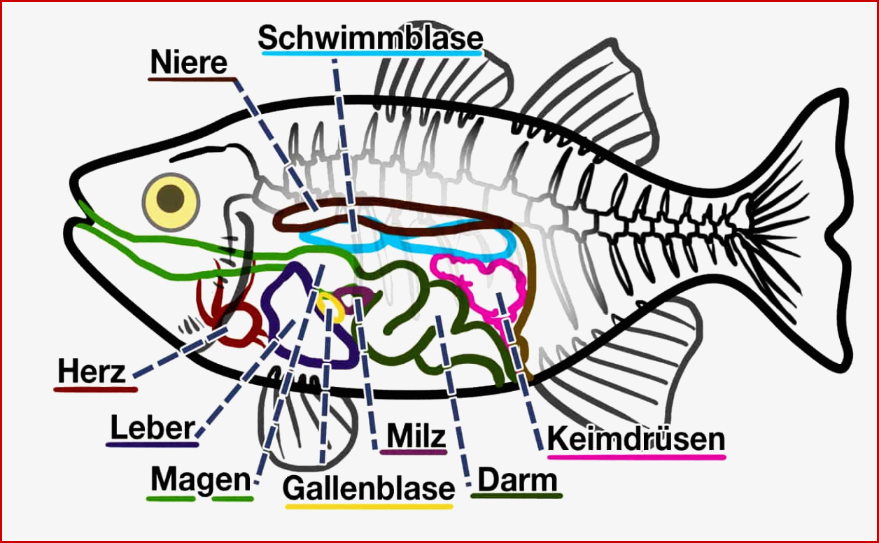 Der Faszinierende Körperbau Der Fische My Fish Aus