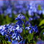 Der Frühling Lässt Sein Blaues Band Foto & Bild