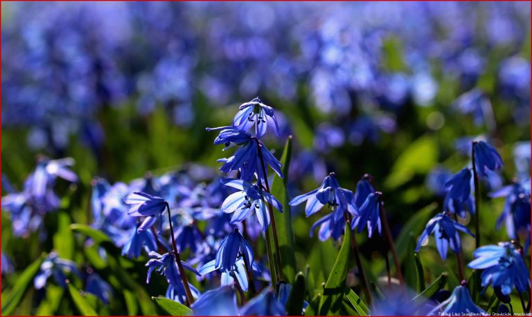 Der Frühling Lässt Sein Blaues Band Foto & Bild