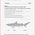 Der Hai Körperbau Und Gebiss – Unterrichtsmaterial Im