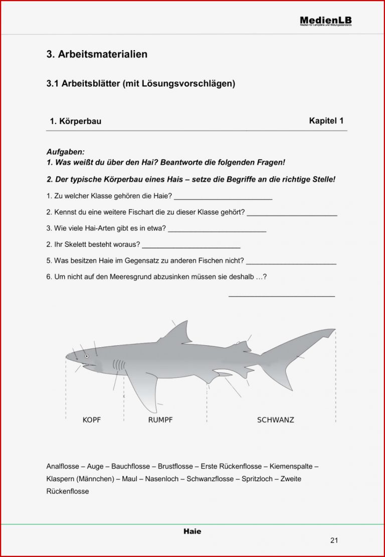 Der Hai Körperbau und Gebiss – Unterrichtsmaterial im