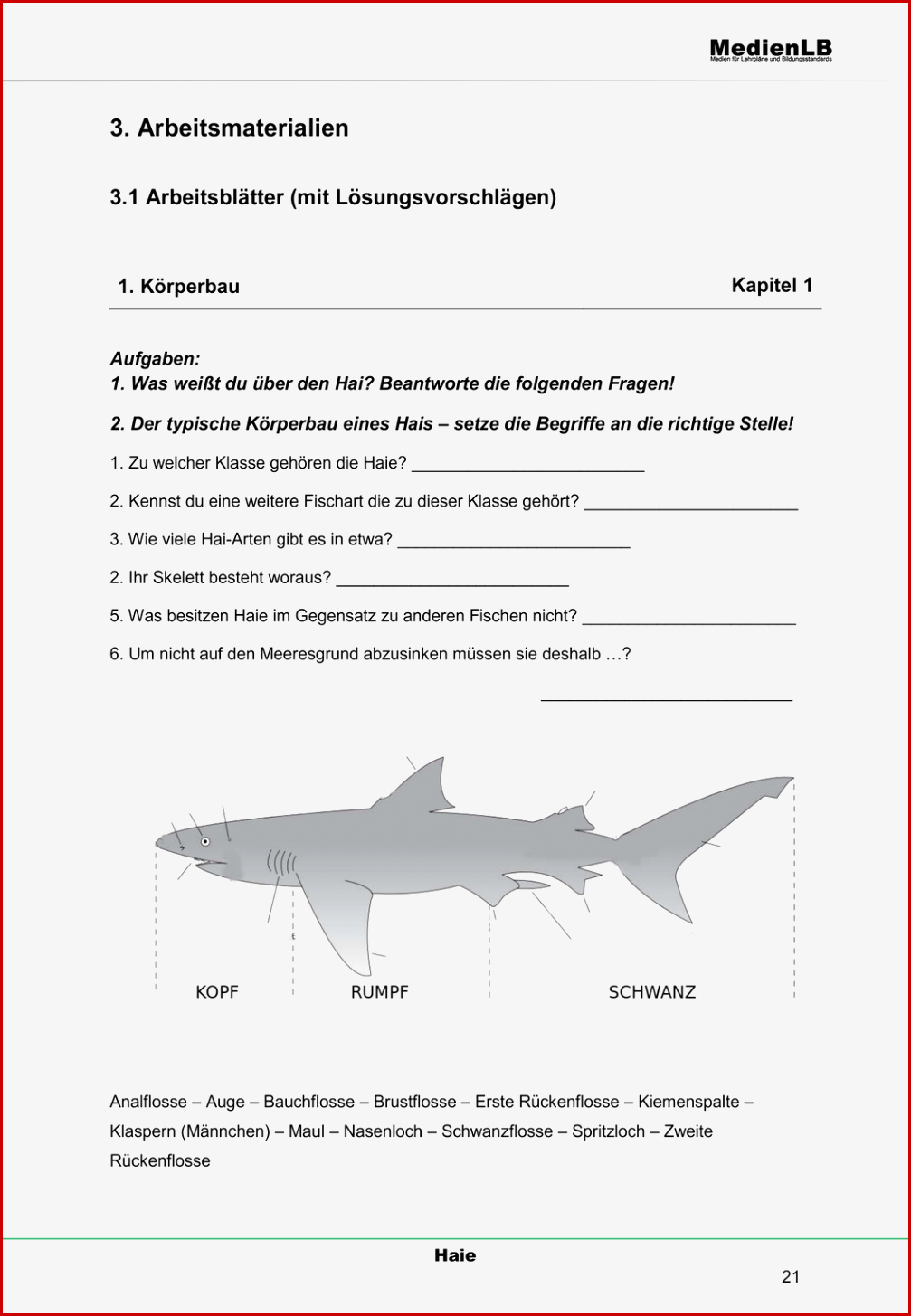 Der Hai Körperbau Und Gebiss – Unterrichtsmaterial Im