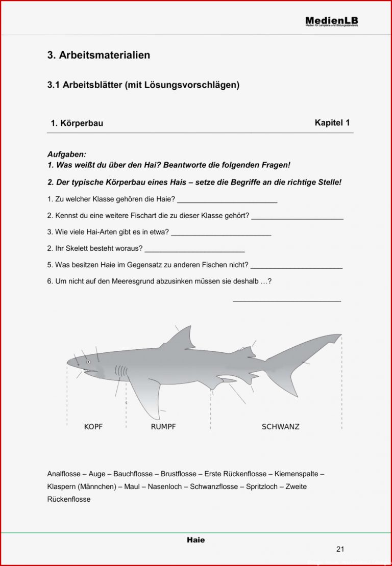 Der Hai Körperbau Und Gebiss – Unterrichtsmaterial Im