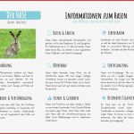 Der Hase Materialguru