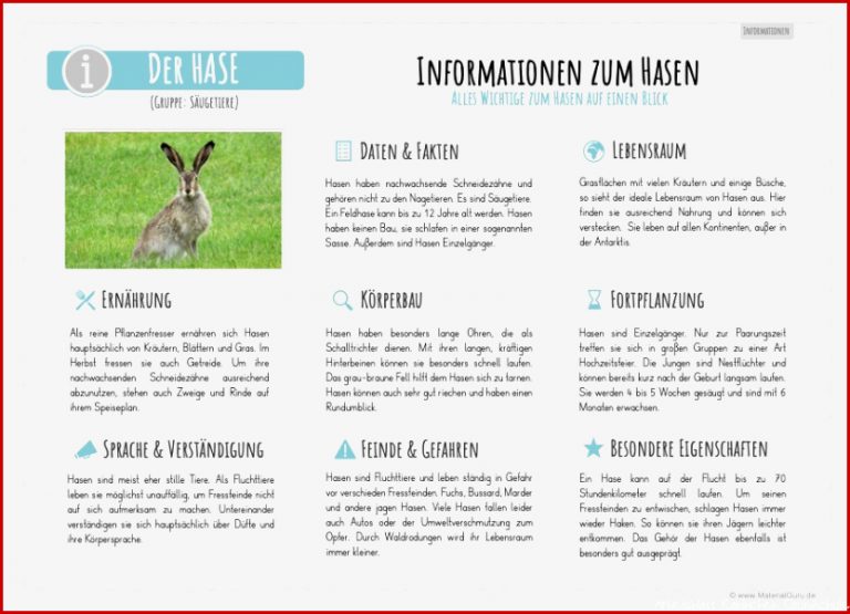 Der Hase MaterialGuru