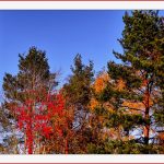 Der Herbst Steht Auf Der Leiter Foto & Bild