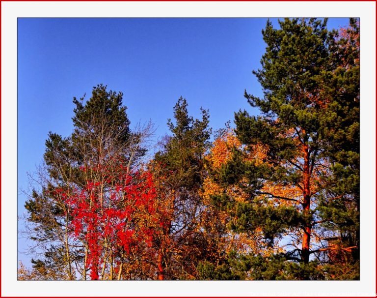 Der Herbst steht auf der Leiter Foto & Bild