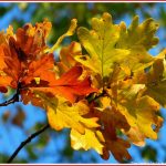 Der Herbst Steht Auf Der Leiter Und Malt Foto & Bild
