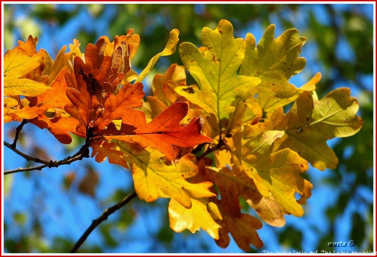 Der Herbst steht auf der Leiter und malt Foto & Bild