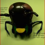 Der Körperbau Von Insekten Heuschrecken Arbeitsblatt