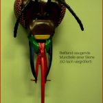 Der Körperbau Von Insekten Heuschrecken Arbeitsblatt