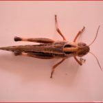 Der Körperbau Von Insekten Heuschrecken Lösungshinweise