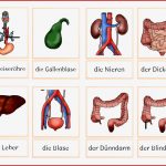 Der Menschliche Körper