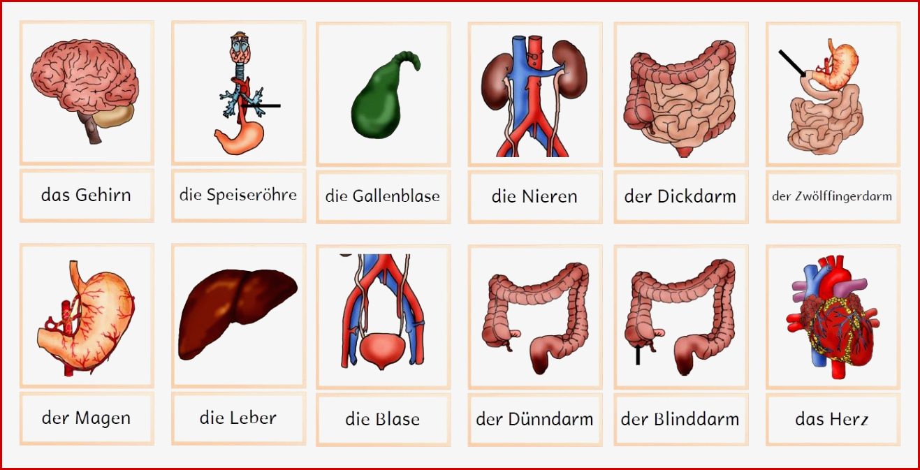 Der Menschliche Körper