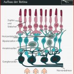 Der Menschliche Sehprozess Wie Nehmen Wir Licht Wahr