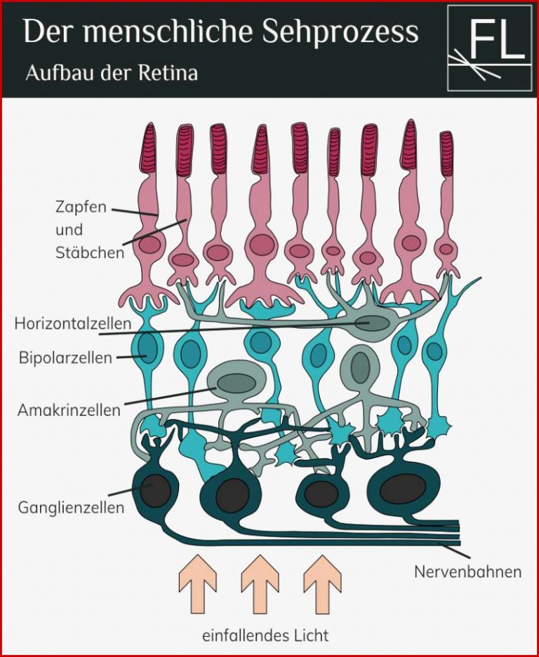 Der menschliche Sehprozess wie nehmen wir Licht wahr