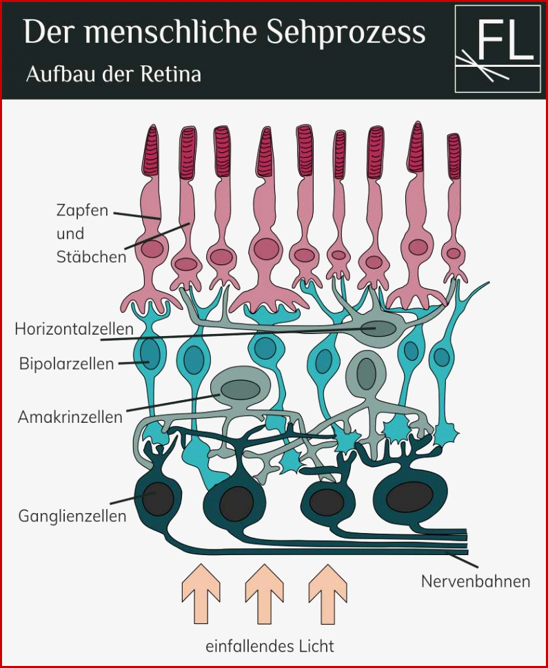 Der Menschliche Sehprozess Wie Nehmen Wir Licht Wahr